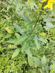 Senecio ovatus