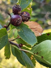 Crataegus douglasii