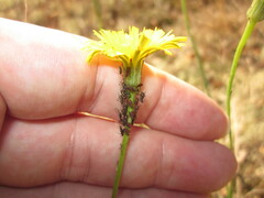 Uroleucon hypochoeridis