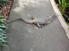 Varanus salvator macromaculatus
