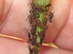 Uroleucon hypochoeridis