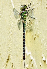 Coryphaeschna ingens