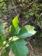 Crataegus douglasii
