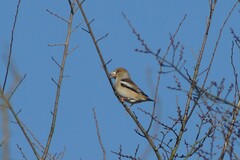 Coccothraustes coccothraustes
