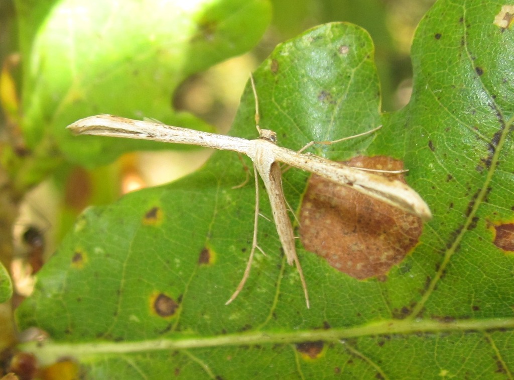 Citron Plume Moth