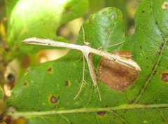 Hellinsia carphodactyla
