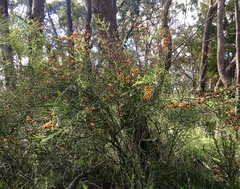 Daviesia leptophylla