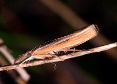 Agriphila