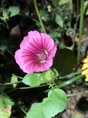 Malope trifida