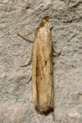 Hypsotropa unipunctella