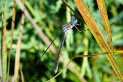 Archilestes californicus