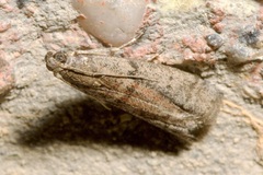 Ephestia elutella