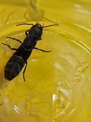 Ocypus olens