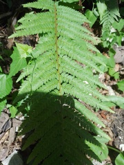 Polystichum setiferum