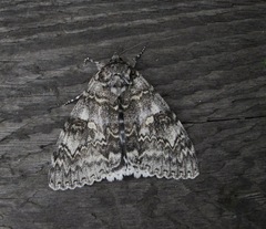 Catocala fraxini