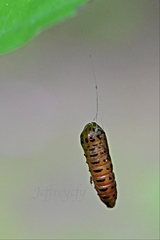 Animalia
