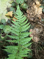 Polystichum