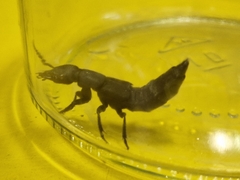 Ocypus olens