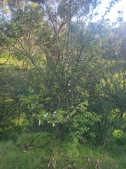 Prunus cerasifera
