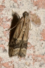 Euzopherodes charlottae