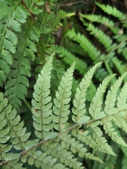Polystichum