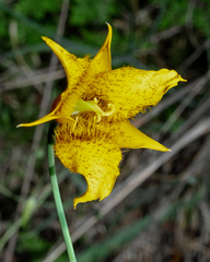 Calochortus barbatus