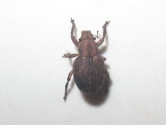 Strophosoma capitatum