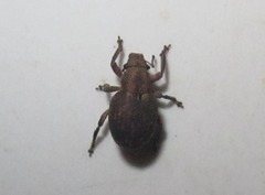 Strophosoma capitatum