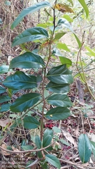 Diospyros fasciculosa
