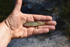 Hesperoleucus symmetricus