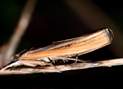 Agriphila
