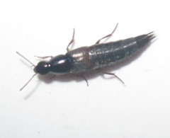 Staphylinini