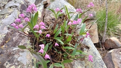 Dendrobium kingianum