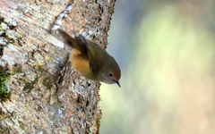 Acanthiza pusilla