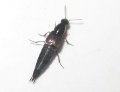 Staphylinini