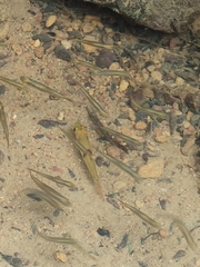 Hampala macrolepidota