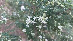 Philotheca difformis smithiana