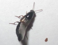 Staphylinini