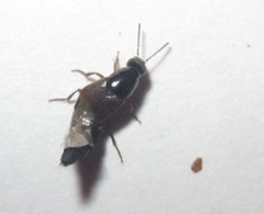Staphylinini