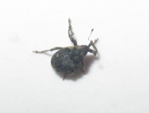 Small Nettle Weevil, Loosduinen, Den Haag, Nederland, photo 10 of 10