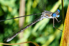 Archilestes californicus