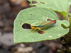 Graphocephala