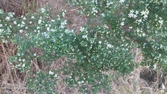 Philotheca difformis smithiana