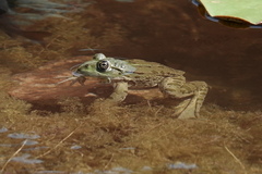 Pelophylax ridibundus