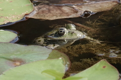 Pelophylax ridibundus
