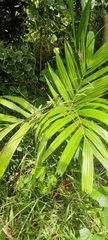 Areca catechu