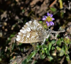 Theclinesthes serpentata