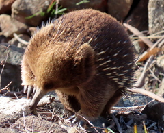 Tachyglossus aculeatus setosus
