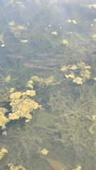 Hampala macrolepidota