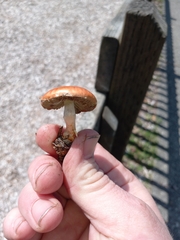 Leratiomyces ceres
